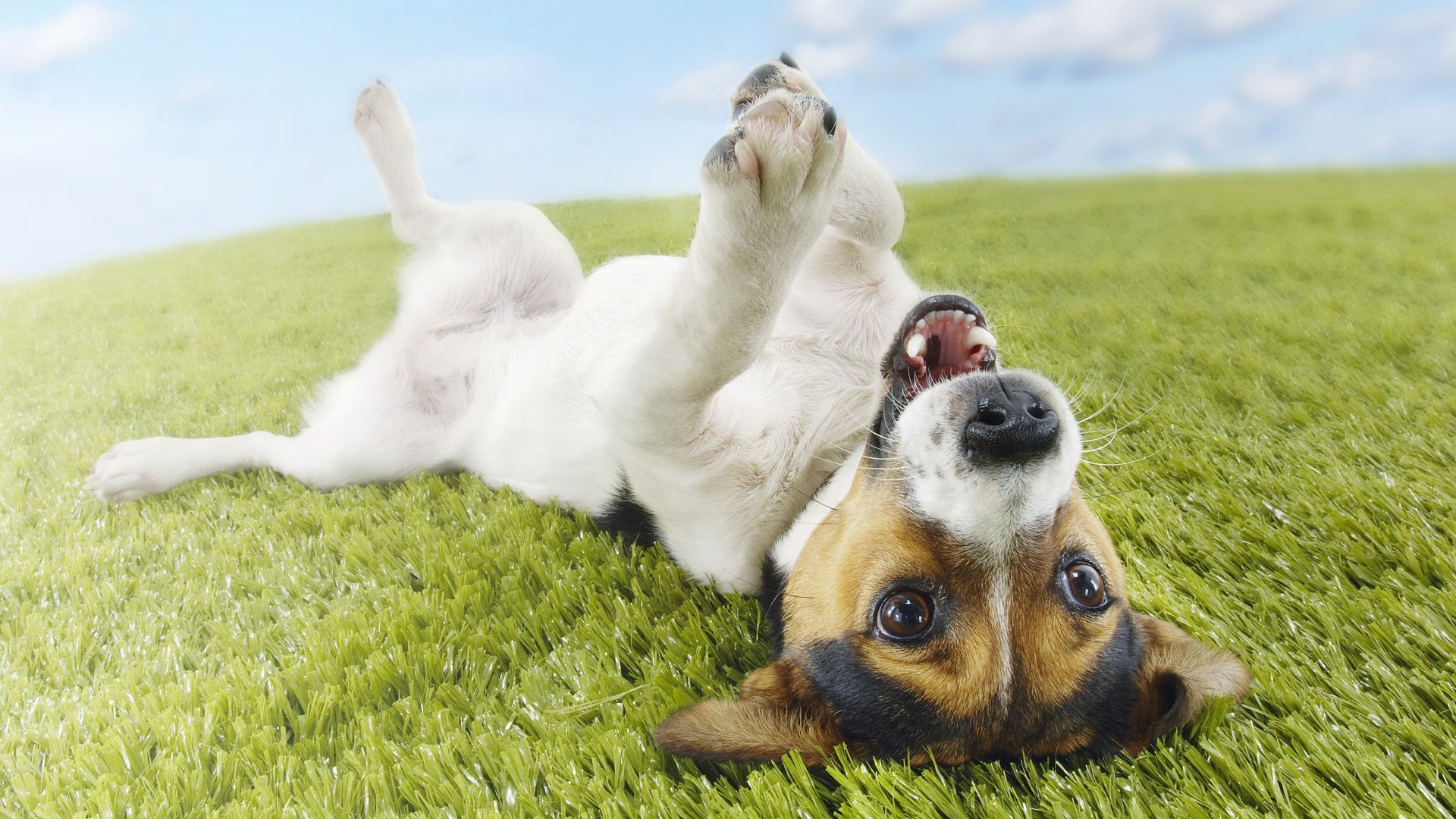 cane jack russell terrier erba