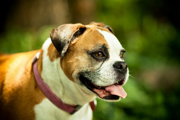 Cane rosso su sfondo alberoevm