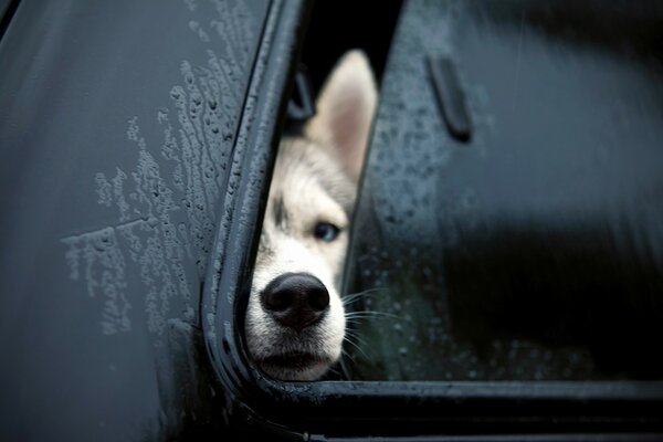Cane che sporge il naso dal finestrino dell auto