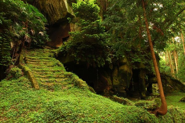 Casa ai piedi di un albero nella foresta