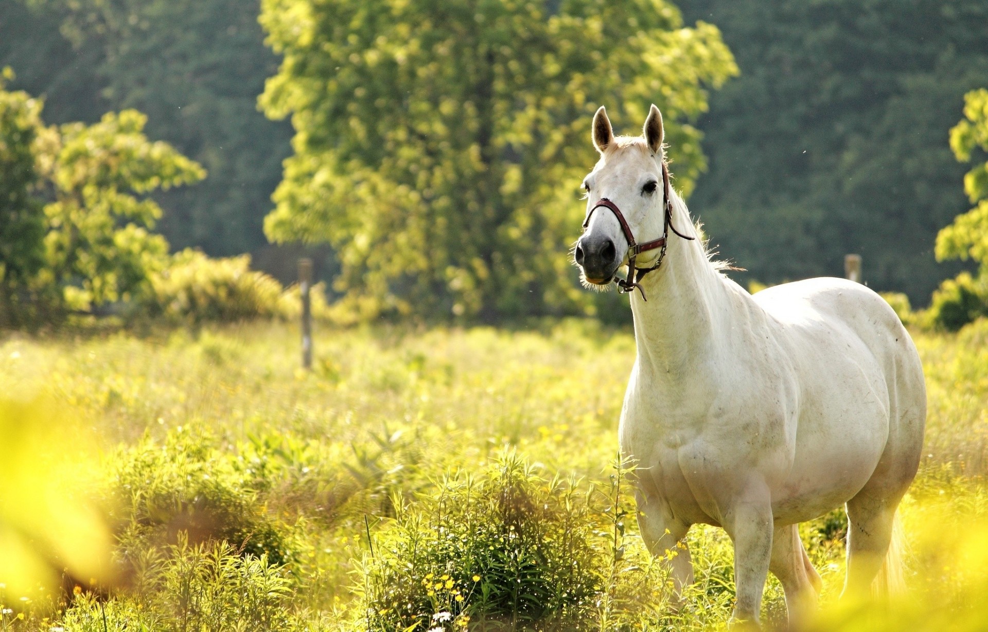 cavallo prato
