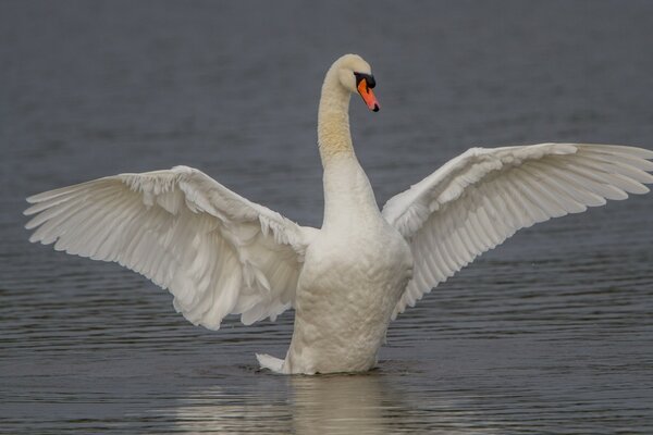 Cigno bianco che sbatte le grandi ali