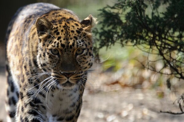 Leopardo selvatico nella savana primaverile