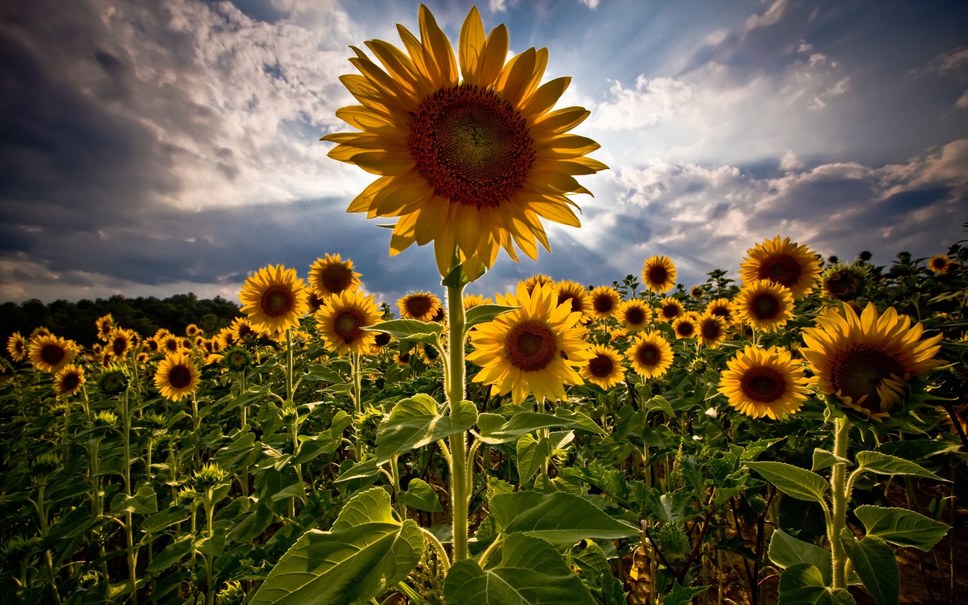 campo girasoli estate