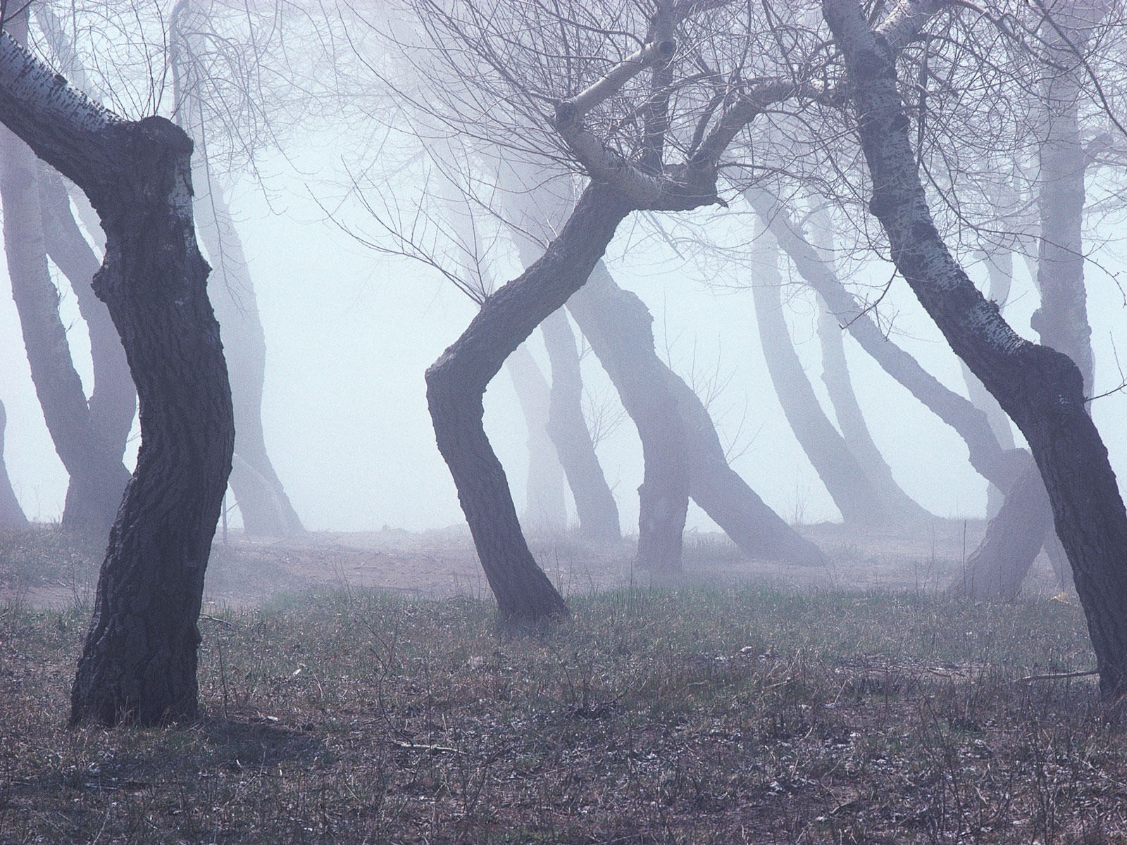 alberi betulle nani curve