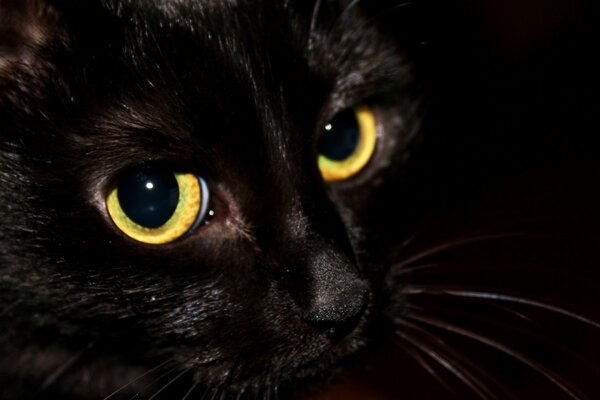 Lo sguardo del gatto nero è affascinante
