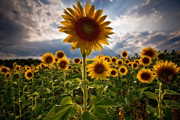 Girasoli estivi che guardano il cielo