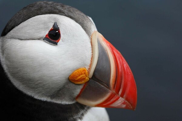 Il puffino Atlantico è un uccello insolitamente bello