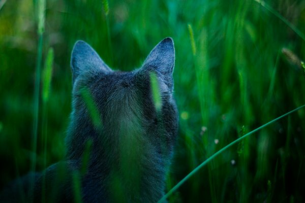 Vista posteriore del gatto nell erba