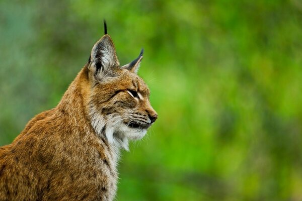 Foto di gatto selvatico lince nel profilo