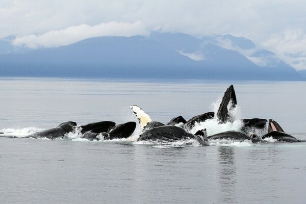 Balene nell oceano sullo sfondo delle montagne dell Alaska