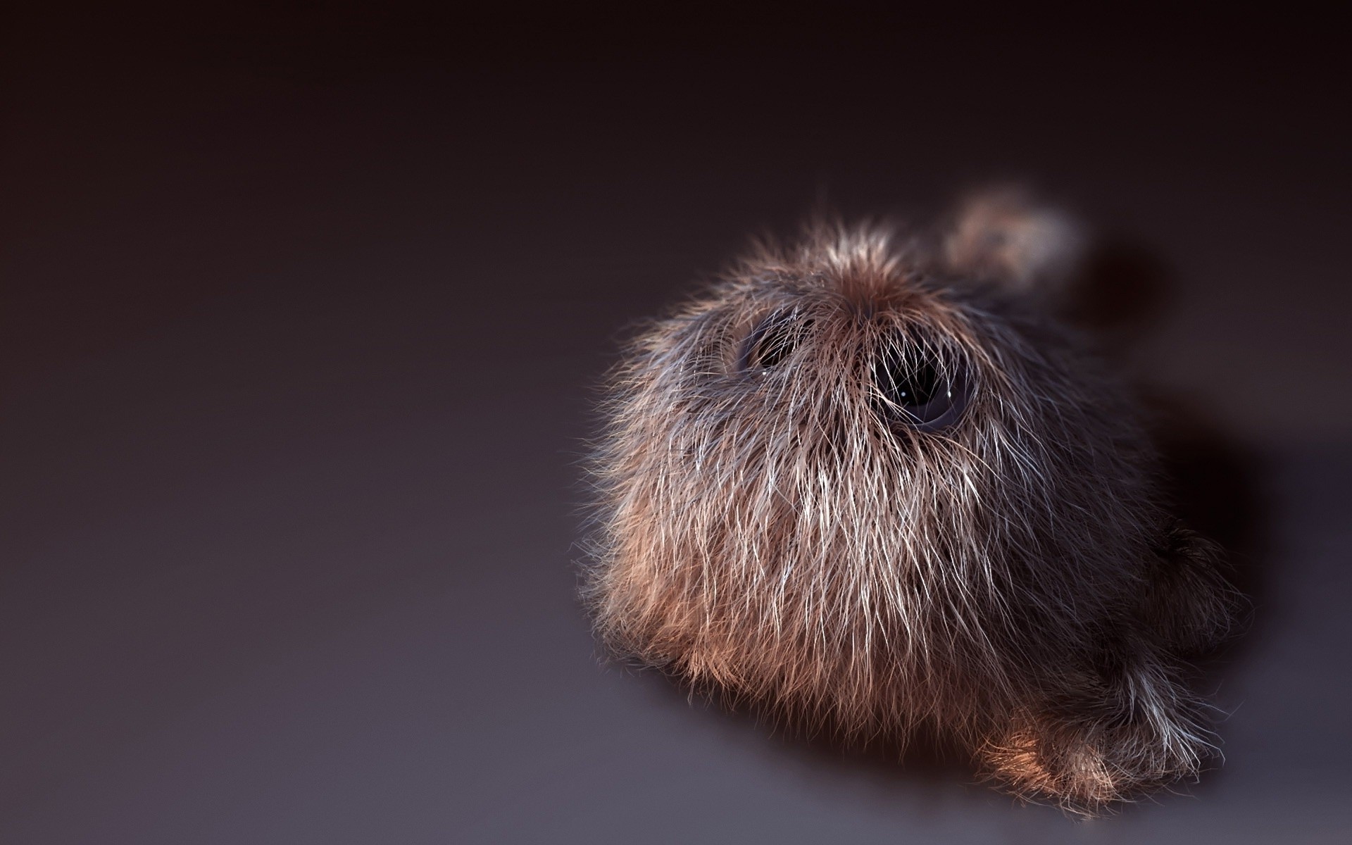 peloso peloso piccolo