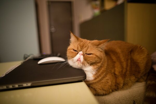 Gatto grasso che dorme su un computer portatile