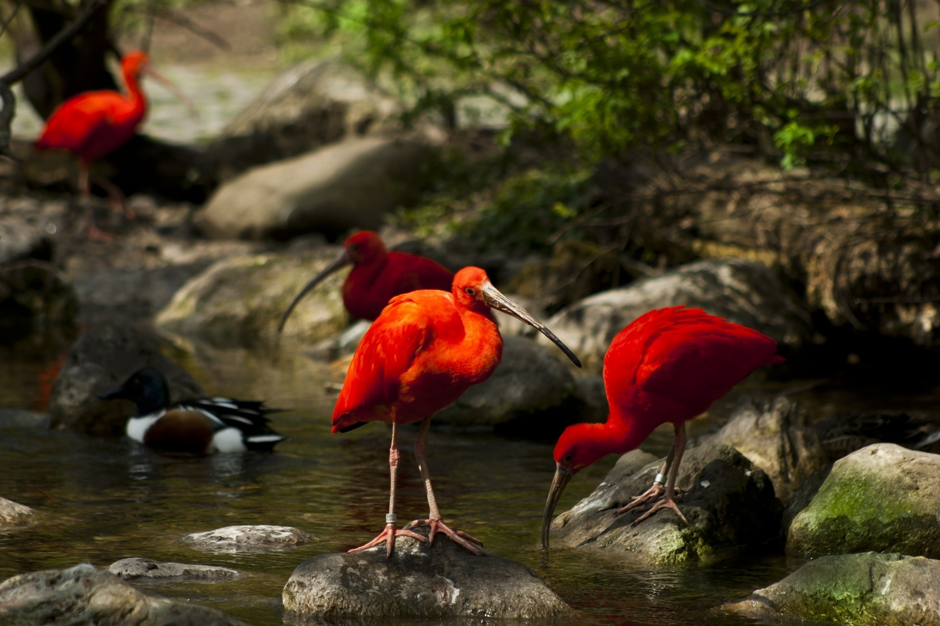 rocce muschio natura alberi creek acqua ibis uccelli