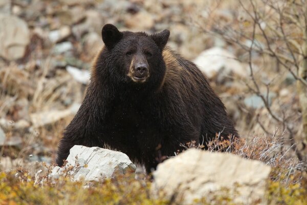 L orso si nasconde nelle rocce come una bestia predatrice