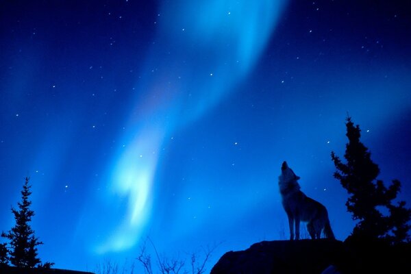 Lupo ulula all aurora boreale blu nella foresta