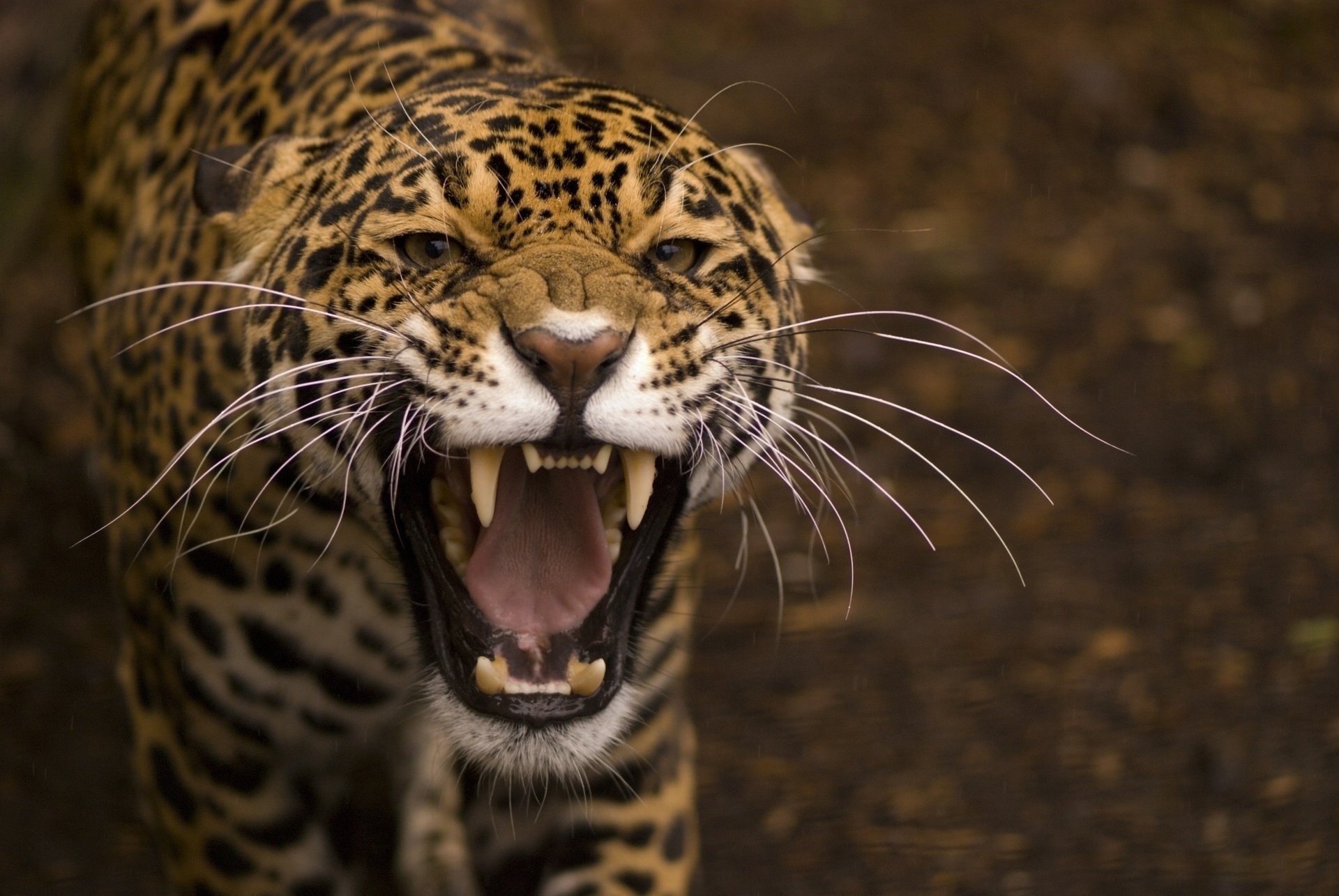 sorriso gatto selvatico predatore bocca giaguaro macro baffi
