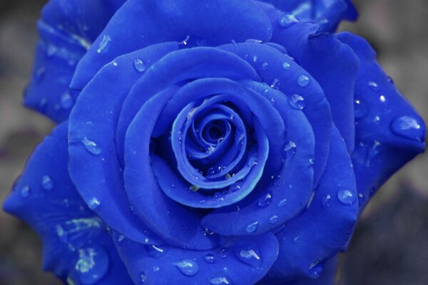 Gocce di rugiada su una rosa blu