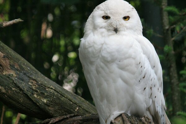 Snow Owl si siede su una grande cagna