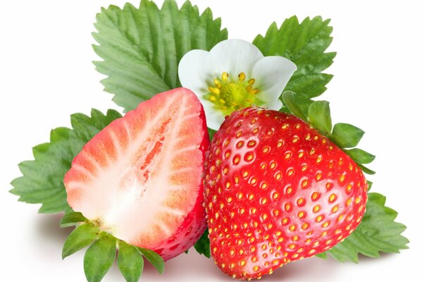 Fragole mature su sfondo bianco
