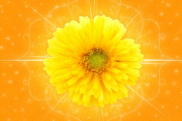 Fiore giallo su sfondo arancione