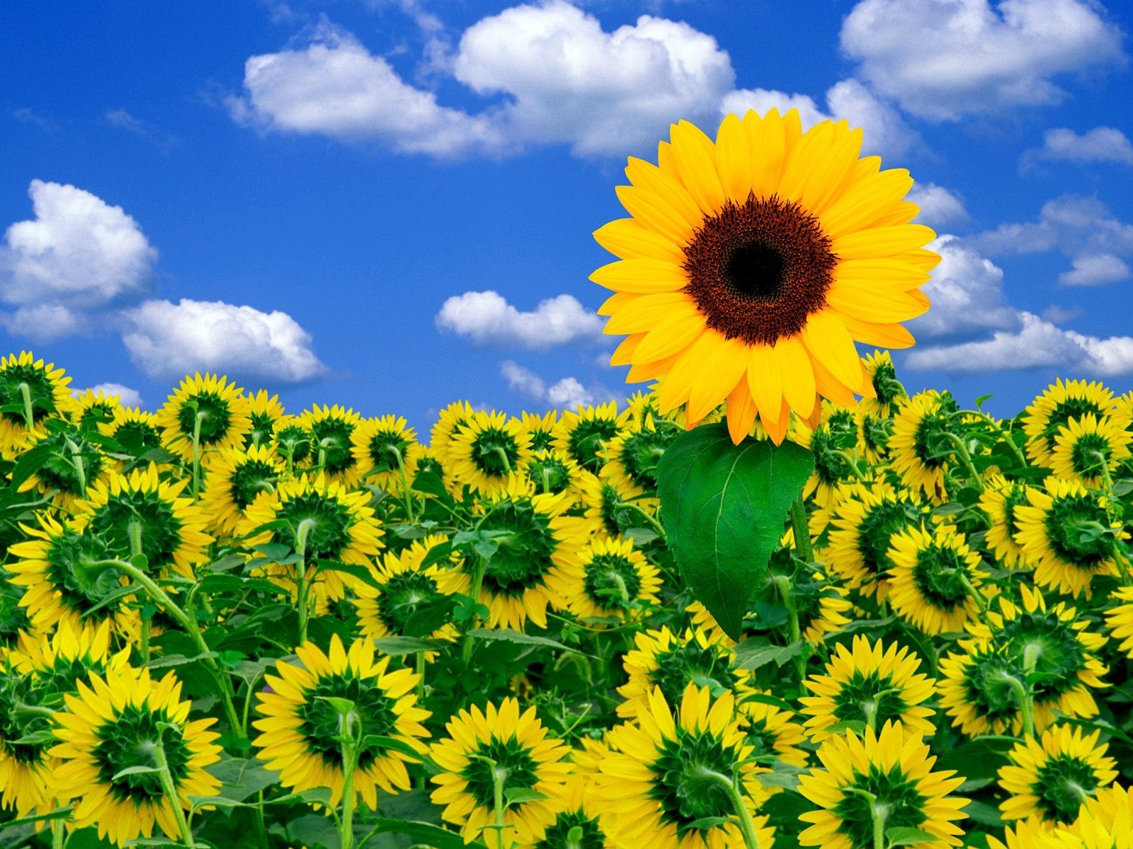 cielo fiori girasole