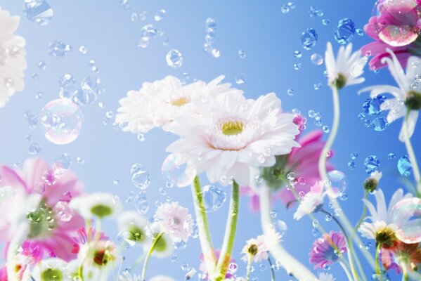 Gocce di rugiada mattutina che cadono su fiori delicati