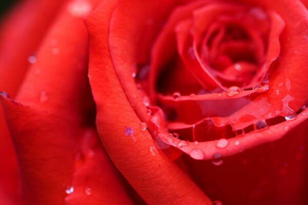 Rosa rossa brillante in primo piano gocce di rugiada