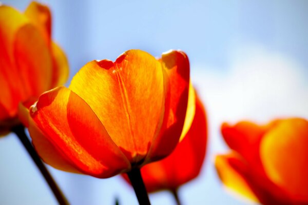 Tulipani che tirano la testa verso il sole