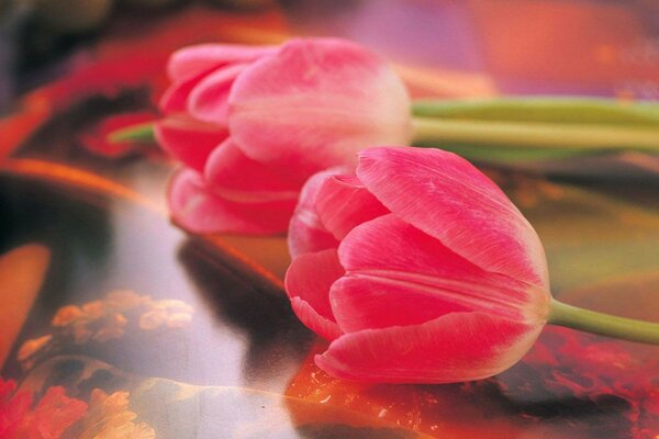 Tulipani rossi. Foto delicata di fiori
