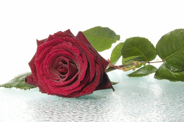La rosa Bordeaux si trova nella rugiada