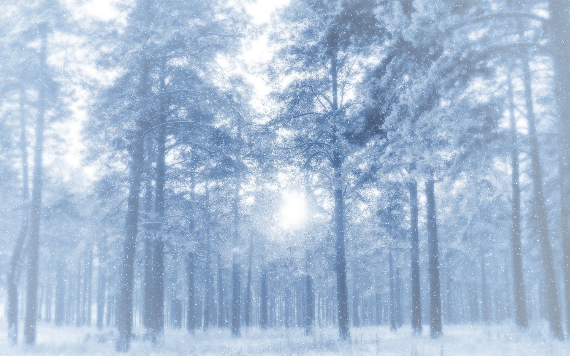 inverno foresta alberi pini neve gelo lucernario gelido
