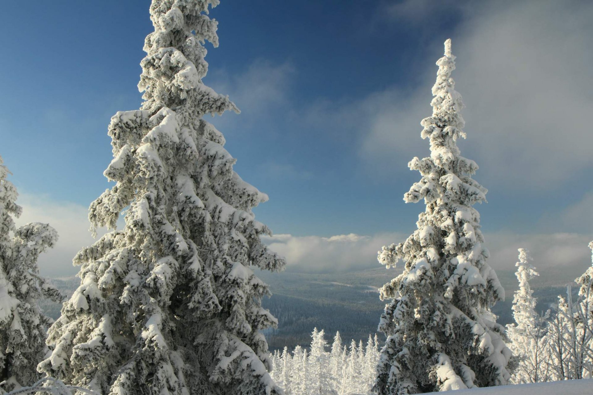 inverno montagna foresta neve repubblica ceca boemia selva boema narodni park šumava prášily montagna polednik