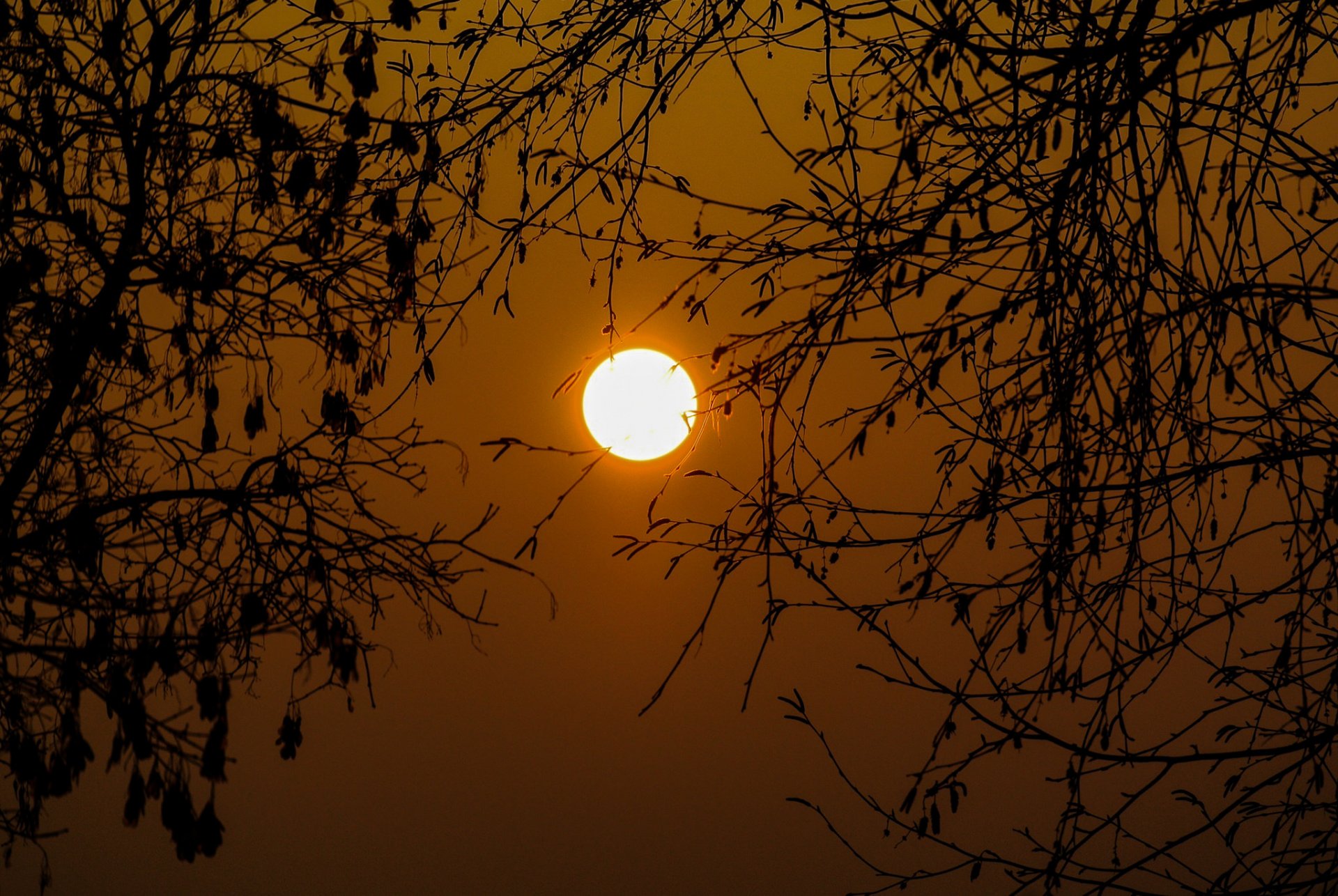cielo lago alberi rami sole tramonto
