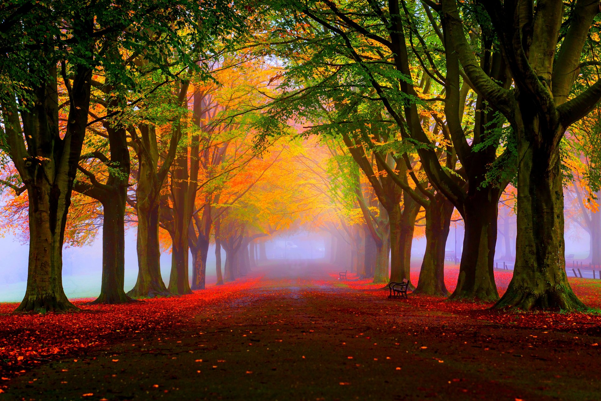 foglie alberi parco erba strada colori autunno passeggiata hdr natura poster panchina