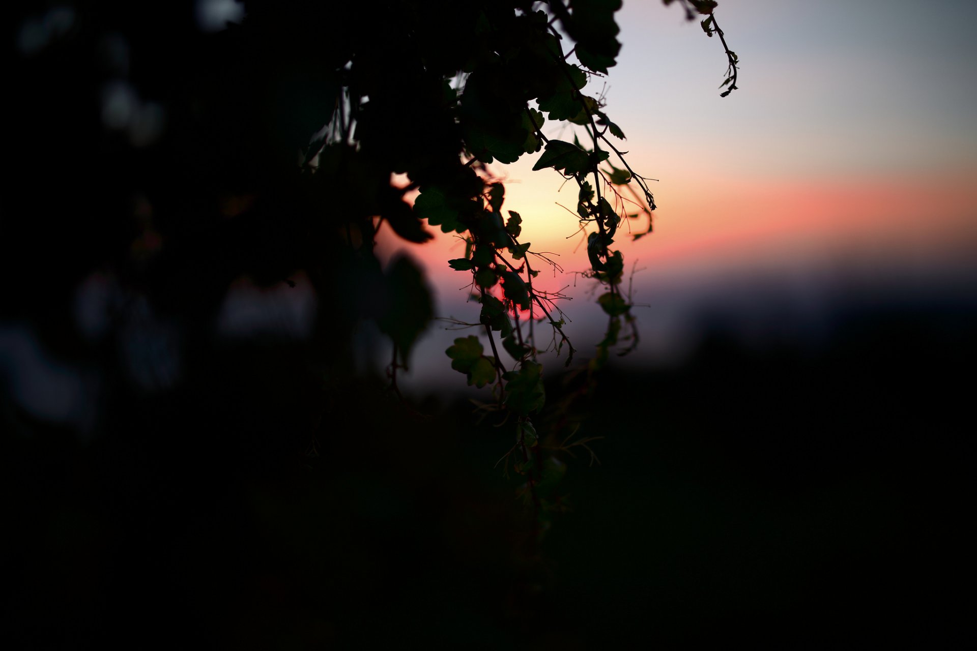 natura sera rami luce oscurità