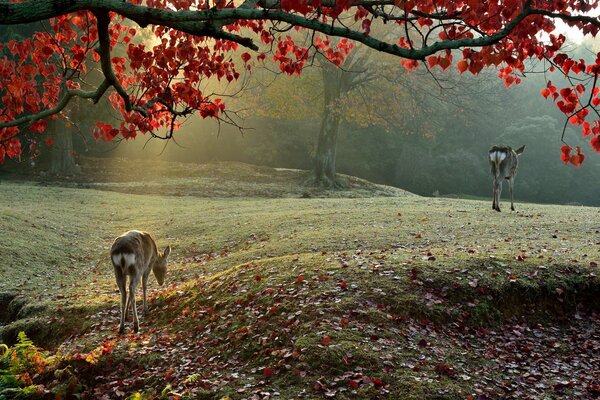Due cervi nel sole autunnale