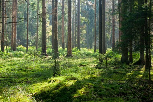 Verde foresta estiva ricoperta di muschio