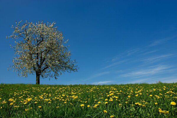 Campo di tarassaco giallo con albero primaverile in fiore