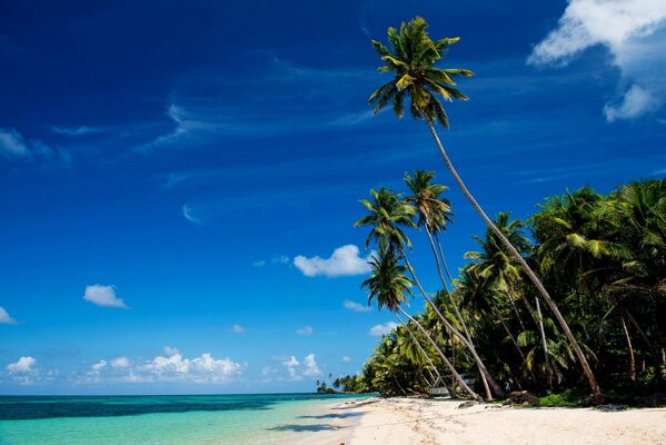 Foto di palme, mare, spiaggia e cielo blu