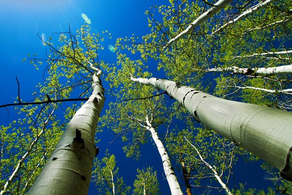 Corone di alberi su uno sfondo di cielo blu