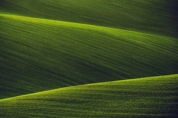 Campi verdi della natura vergine