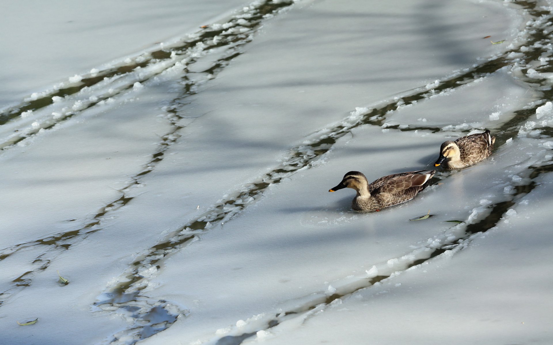 anatre natura