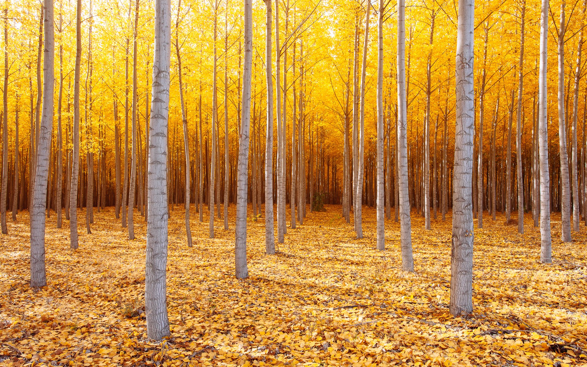 natura stati uniti oregon orientale alberi autunno ottobre