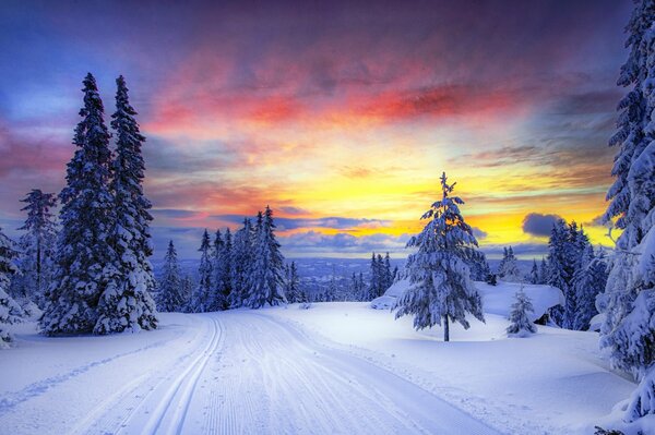 Foresta invernale sullo sfondo del tramonto