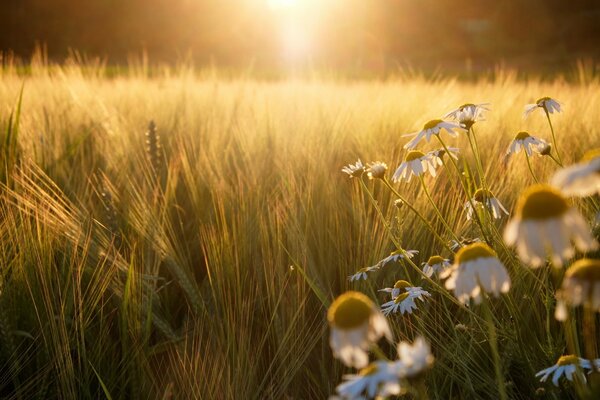 Campo di segale con margherite al tramonto