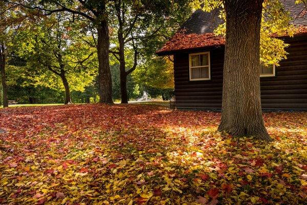 Casa accogliente nella foresta autunnale