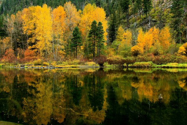 Riflesso nell acqua della foresta autunnale