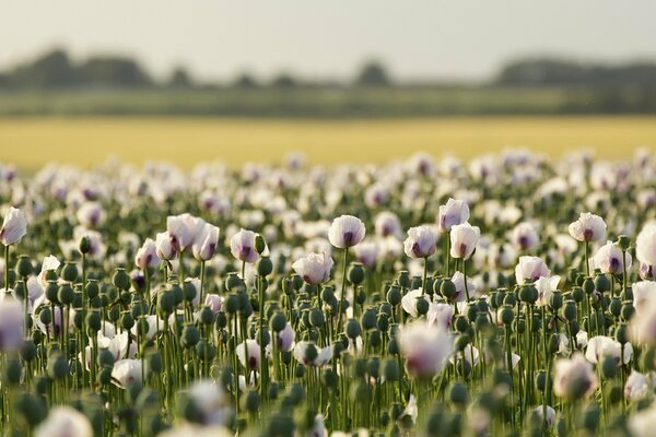 Campo di papaveri sul paesaggio estivo
