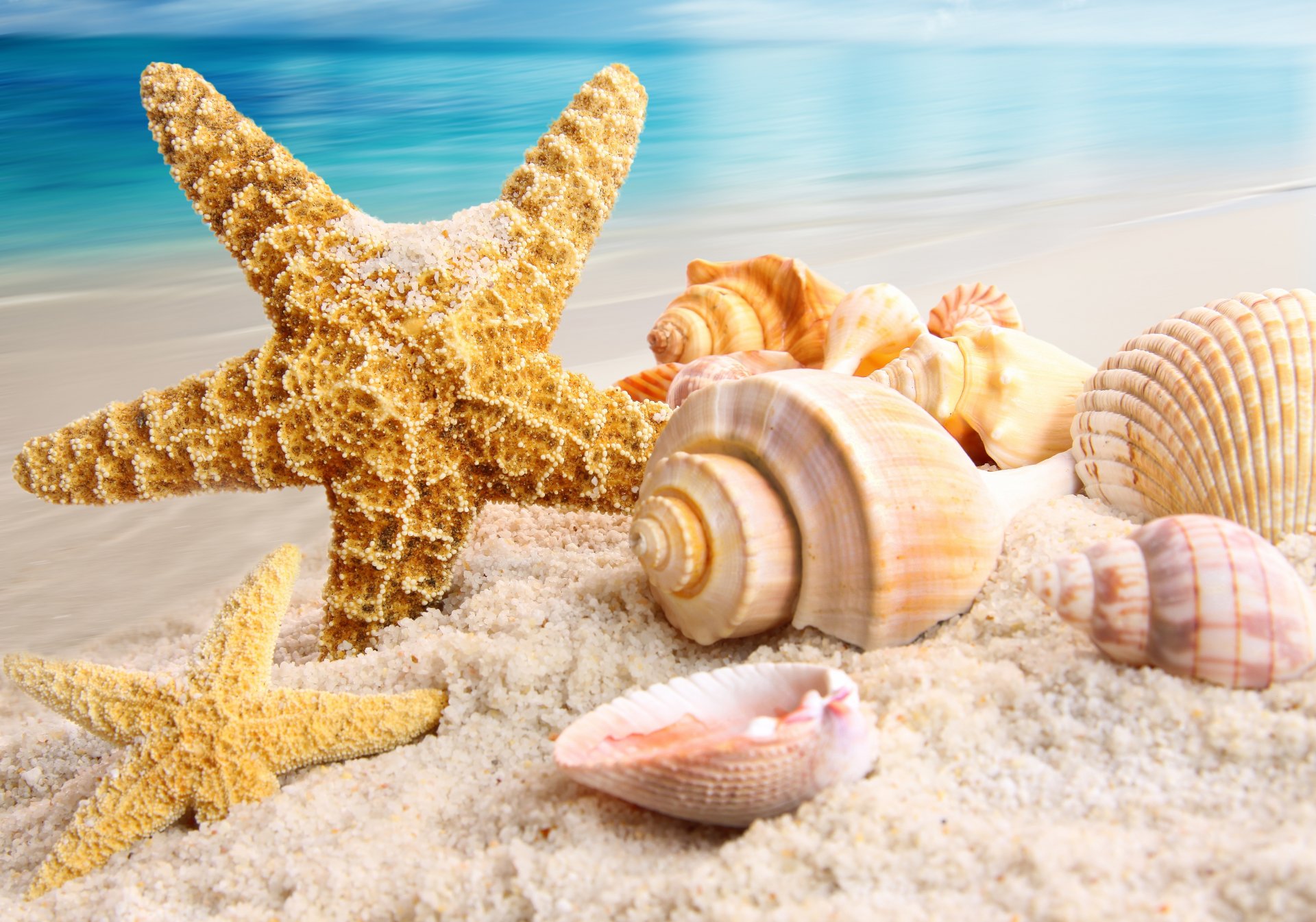 natura mare spiaggia sabbia conchiglie stelle marine